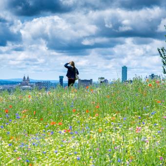 National Wildflower Centre Landscape